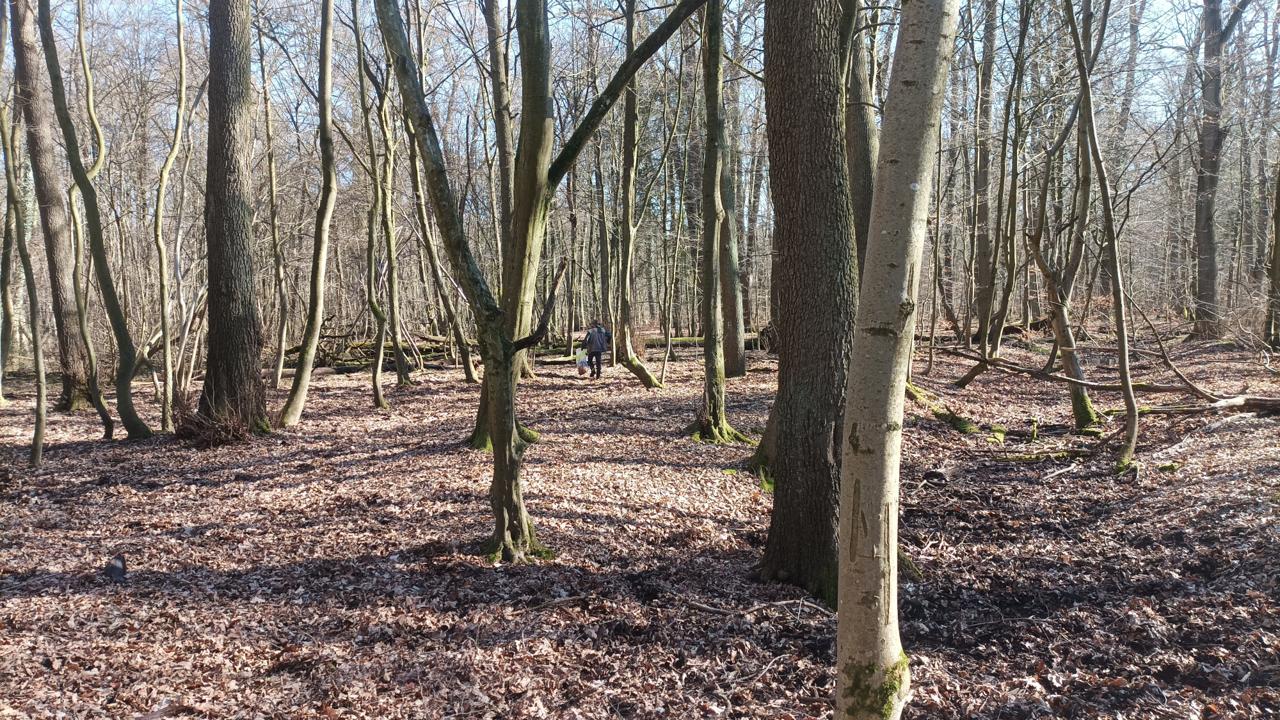 Irgendwo da im Wald wuselt ein Plogger